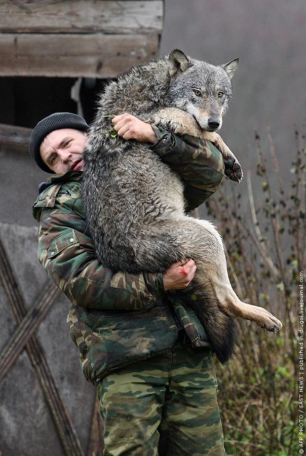 A man in a camouflage jacket carrying a wolf upright in front of him. The wolf looks alert and only mildy concerned.